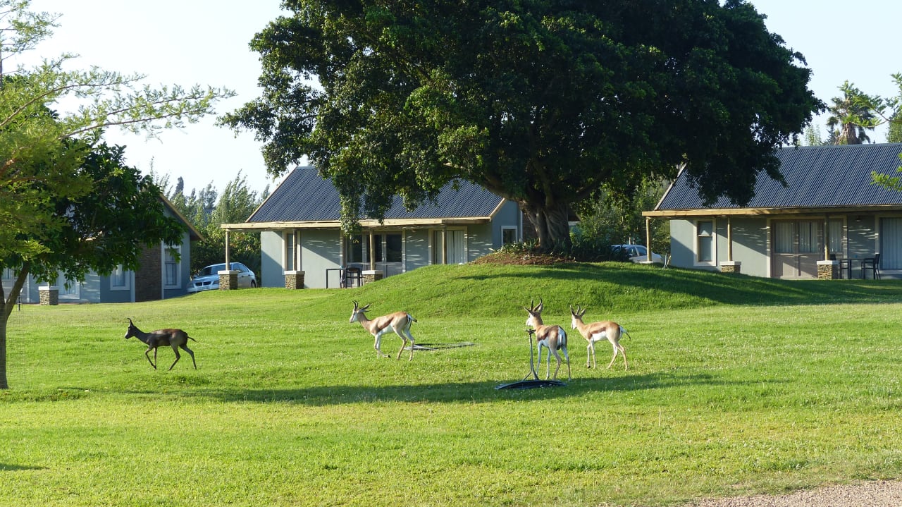 Sonstiges Addo Wildlife