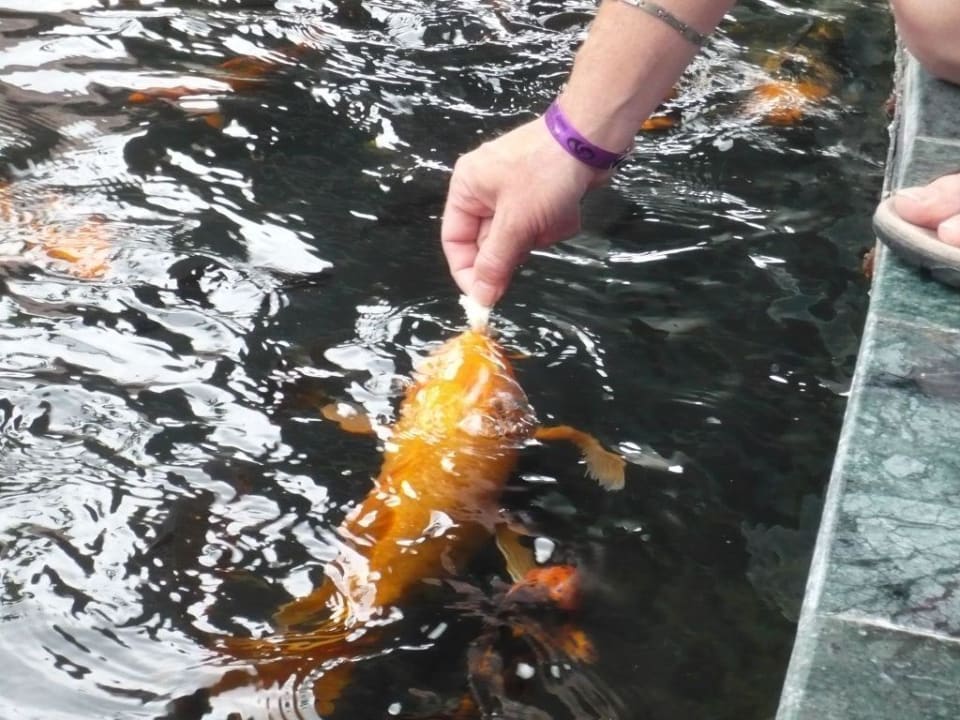 Handzahme Fische Grand Palladium Colonial Resort & Spa