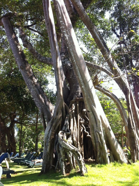 Verrückter Baum Khao Lak Merlin Resort