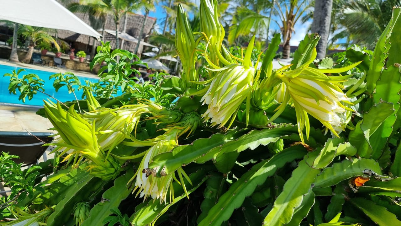 Gartenanlage Bahari Beach Hotel