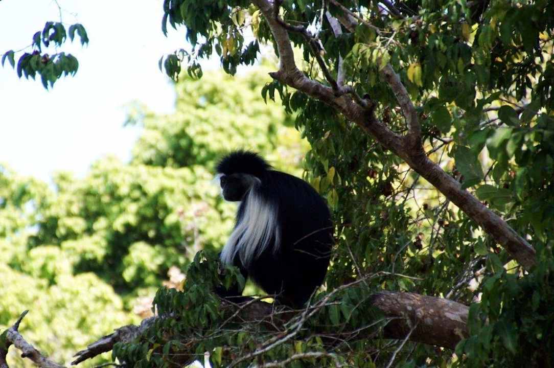 Er hält Ausschau Hotel Papillon Lagoon Reef