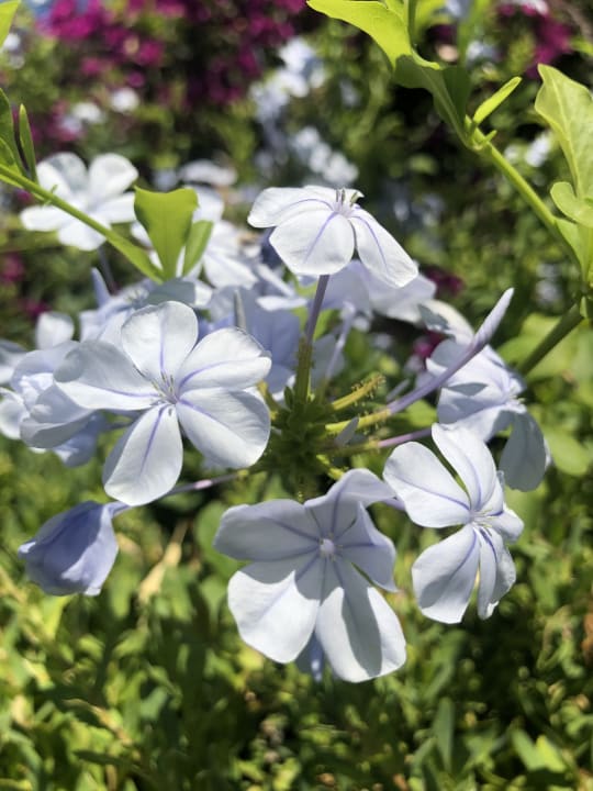Gartenanlage TUI BLUE Xanthe