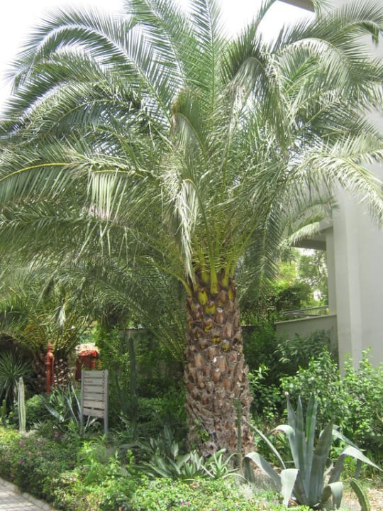 Palmengarten Sealife Buket Resort & Beach