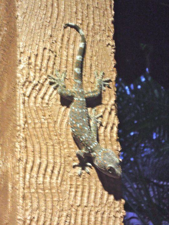 Geckos am Abend Berjaya Langkawi Resort