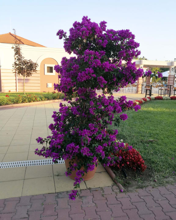 Gartenanlage Duni Royal Holiday Village