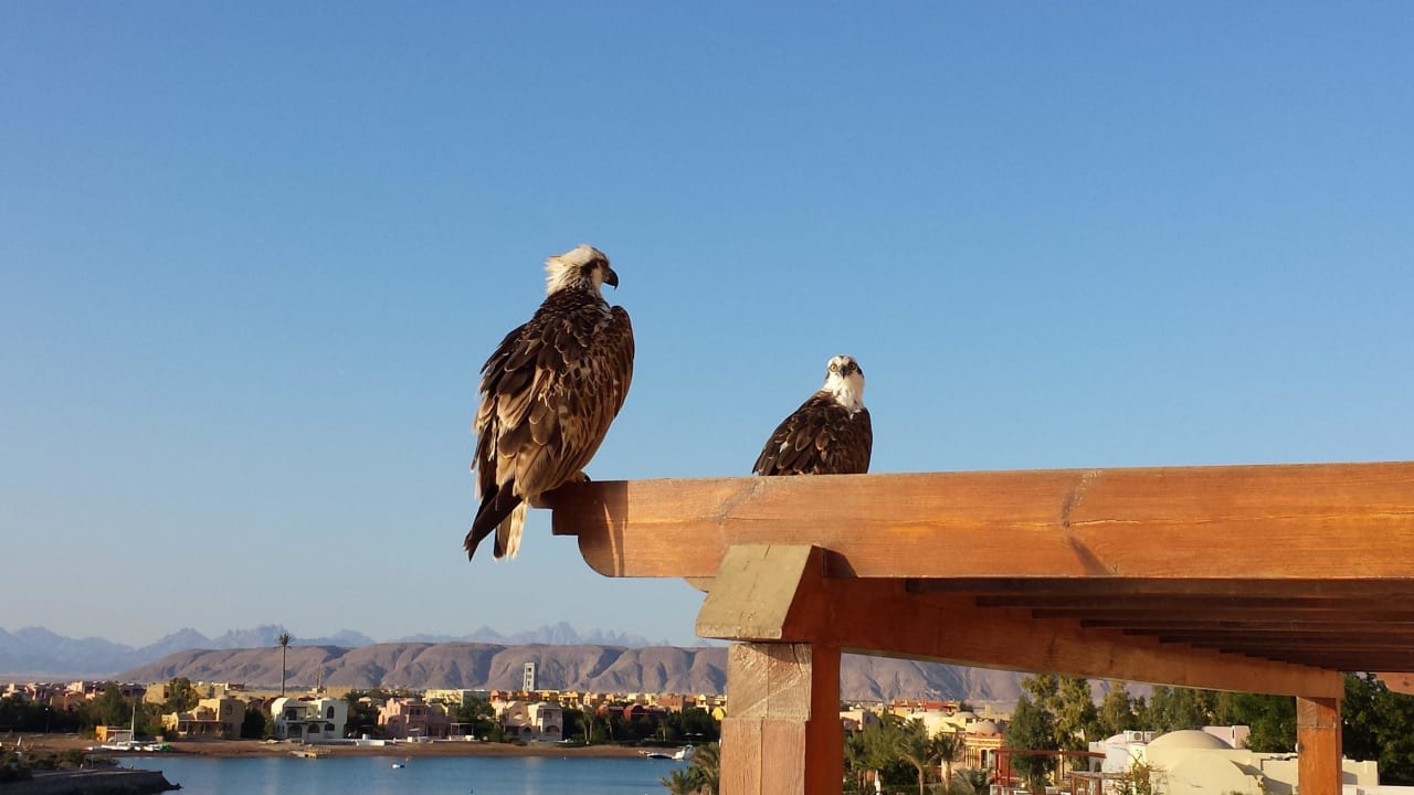 Unsere Besucher auf dem Balkon Hotel Three Corners Ocean View prestige - Adults only