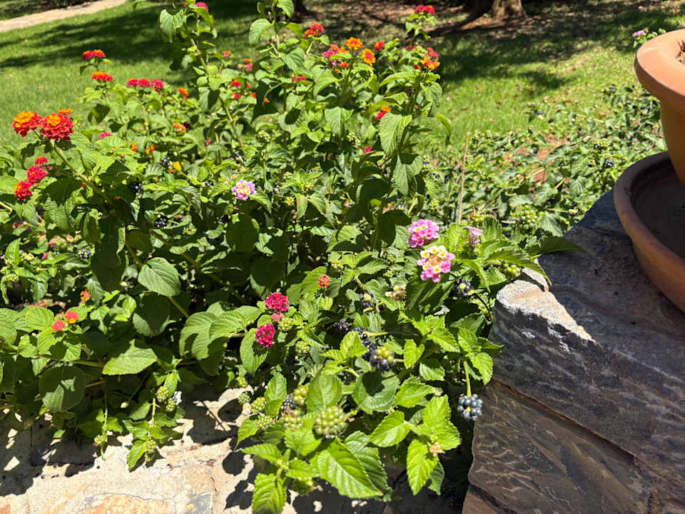 Gartenanlage AQUILA Elounda Village Hotel