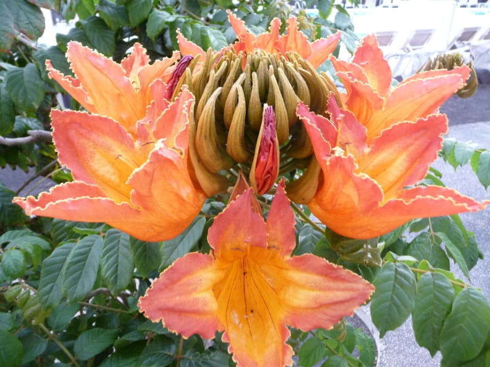 Traumblüte Relaxia Olivina