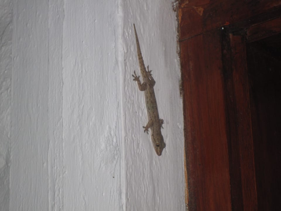 Współlokatorzy Cinnamon Dhonveli Maldives