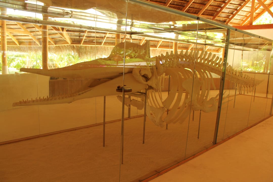 Wal-Skelett im Eco-Center Kuramathi Maldives