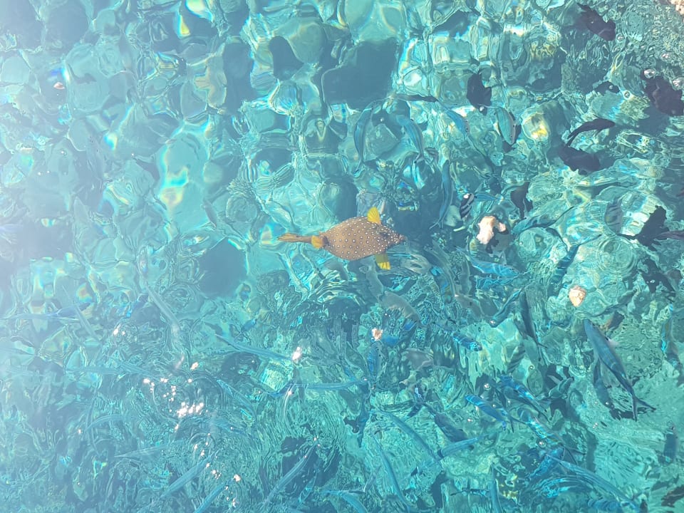 Kugelfisch  Beach Albatros Resort