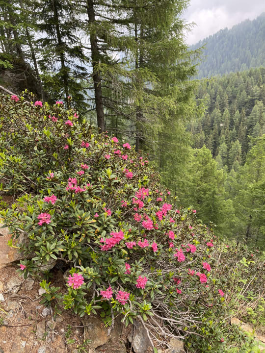 Außenansicht Hotel Lisetta