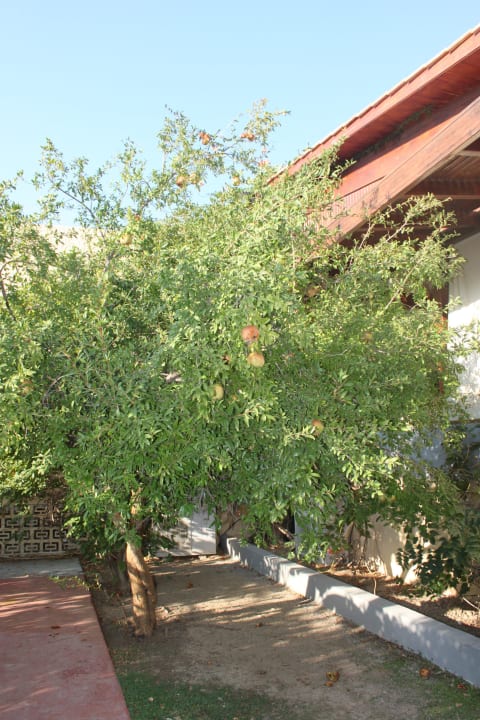 Drzewko przy tarasie stołówki Hotel Golden Odyssey