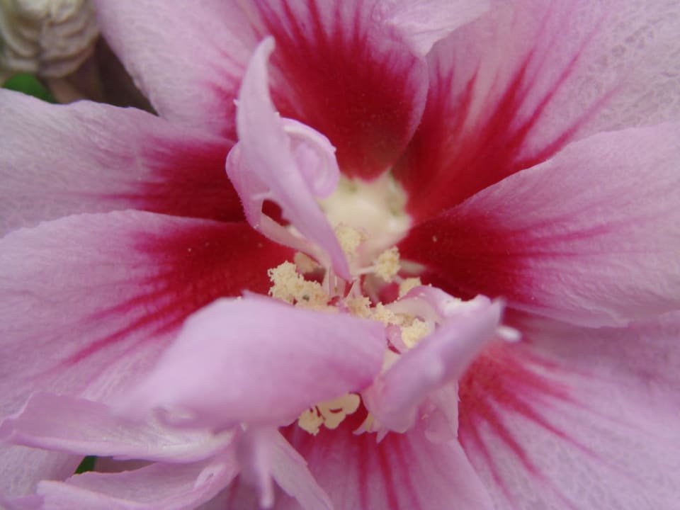 Hibiskus Adora Hotel & Resort