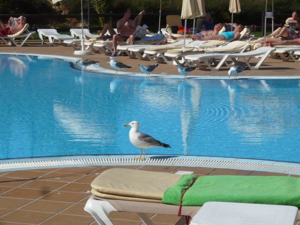 Ein großer Pool für die Möwen PortoBay Blue Ocean