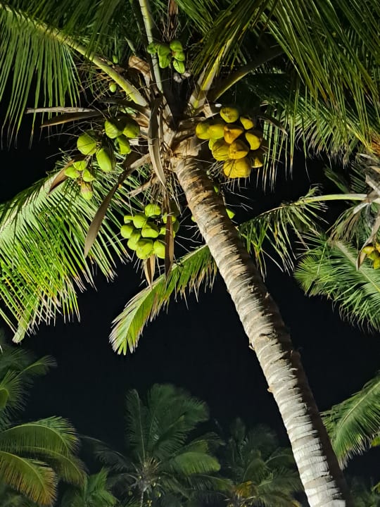 Gartenanlage Hotel Riu Karamboa