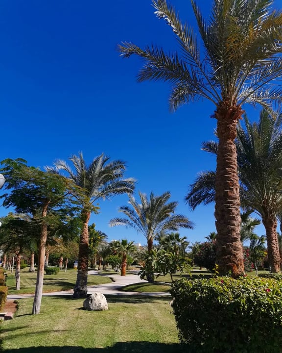 Gartenanlage Desert Rose