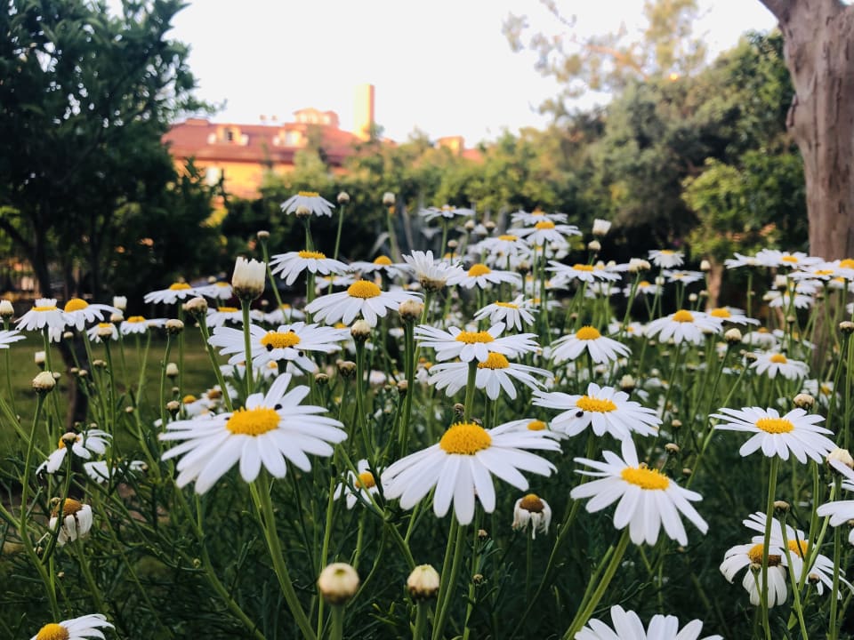 Gartenanlage Alba Resort Hotel