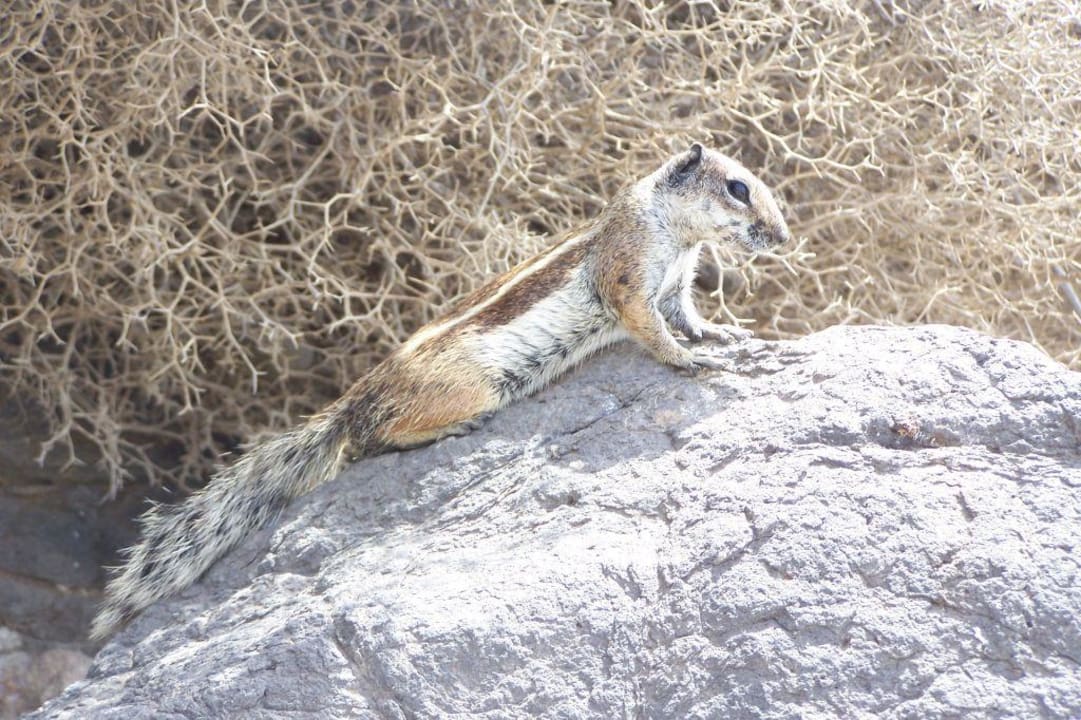 Die Einheimischen SBH Hotel Taro Beach