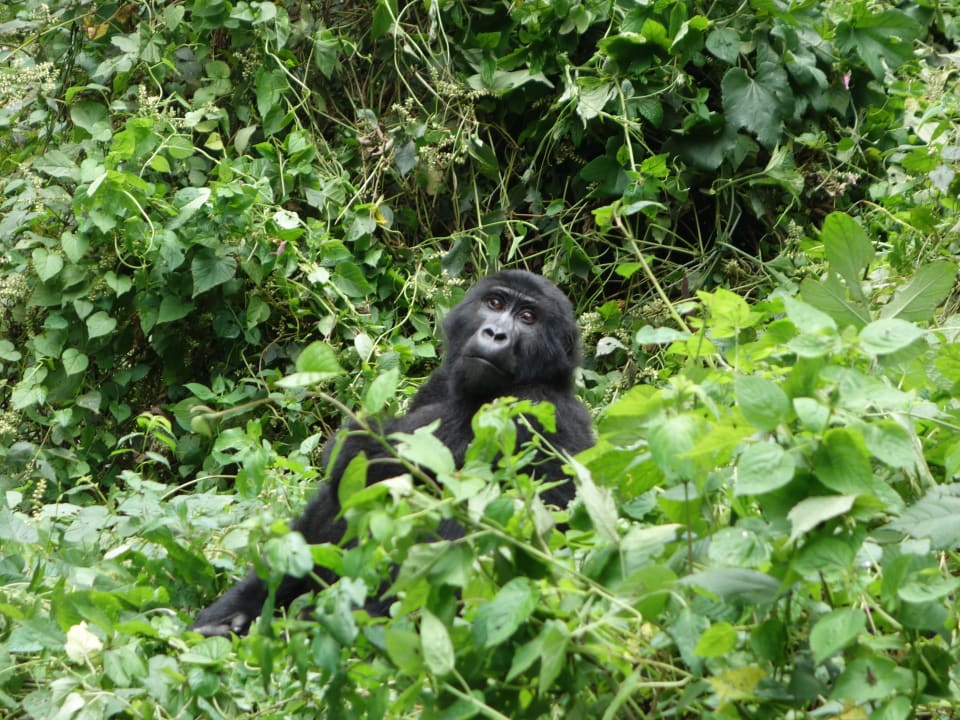 Ausblick Buhoma Lodge