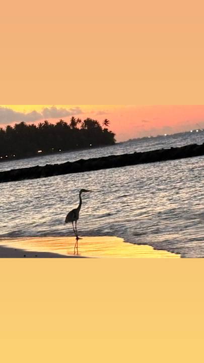 Sonstiges Bandos Maldives