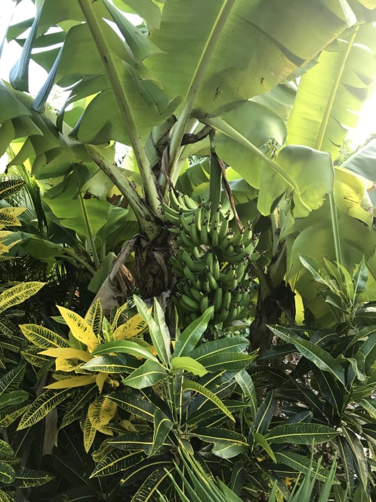 Gartenanlage Iberostar Waves Punta Cana