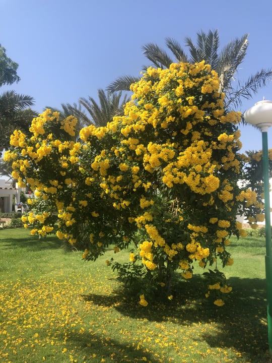 Gartenanlage Menaville Safaga