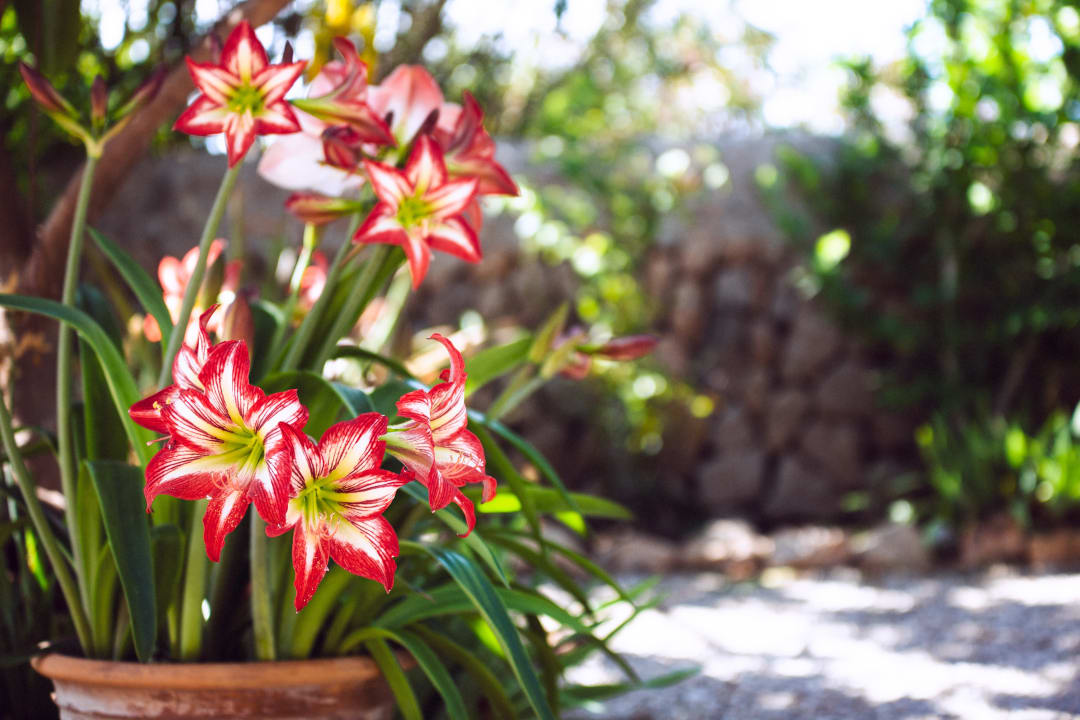 Gartenanlage Hotel Finca Can Paulino