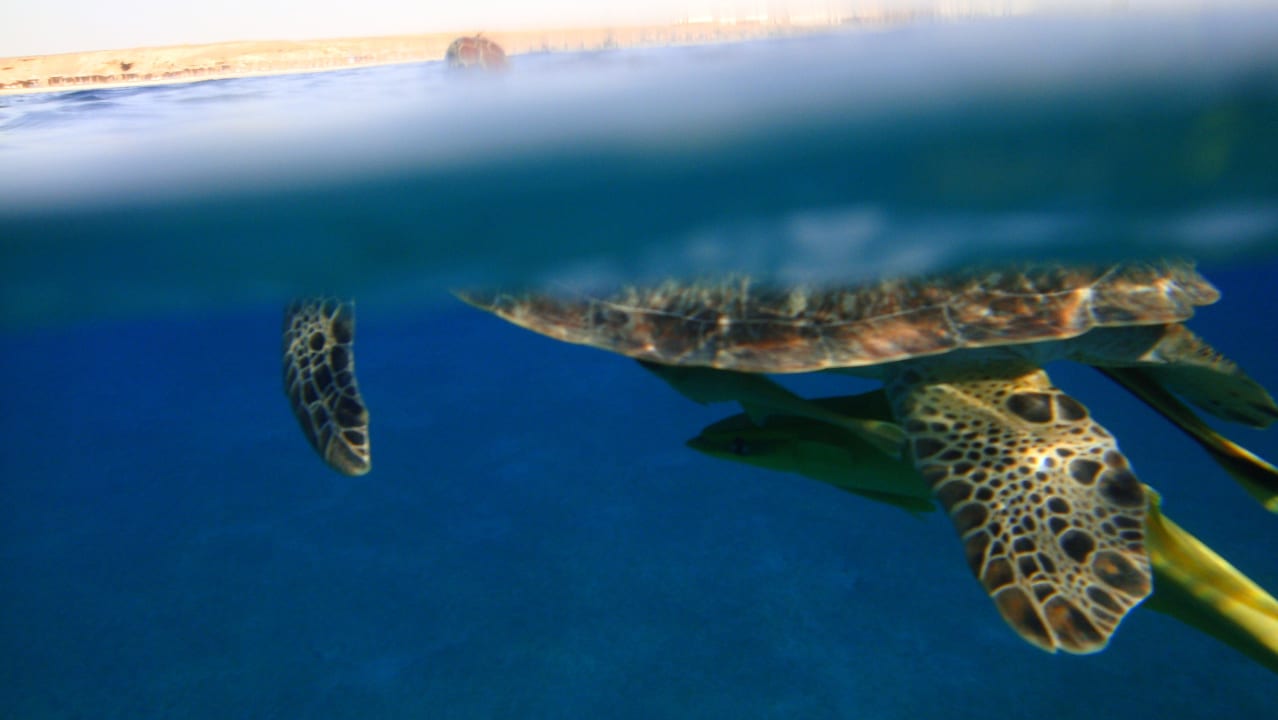 Żółw przy hotelowej plaży Malikia Resort Abu Dabbab