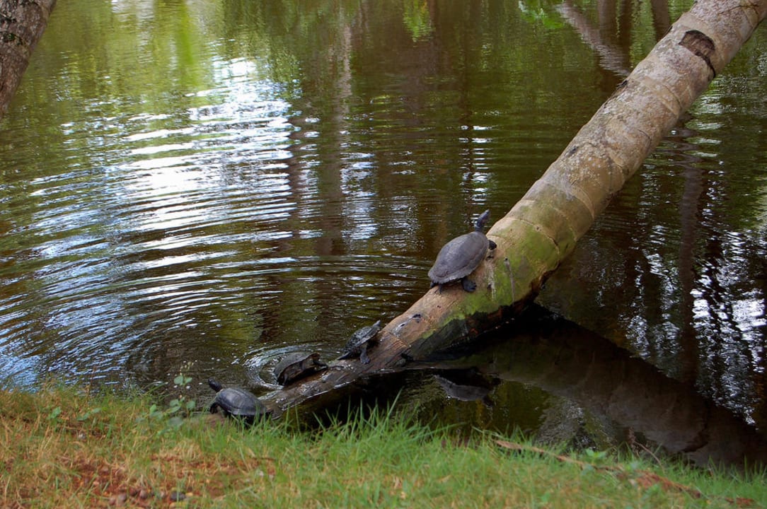In der Anlage Wyndham Alltra Samana