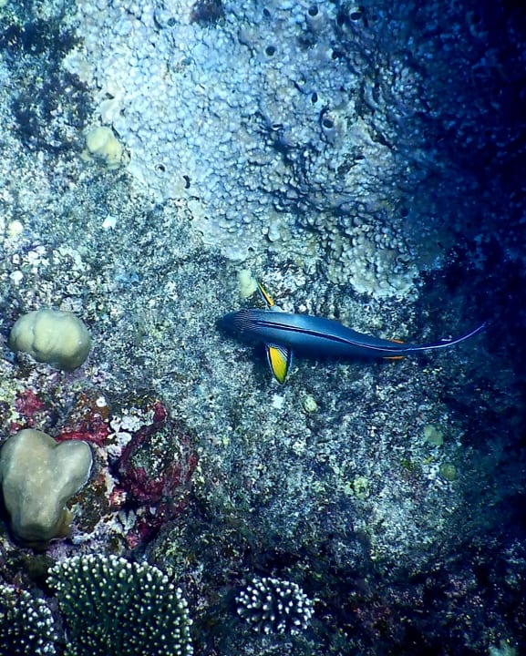 Sport & Freizeit Three Corners Sea Beach Resort