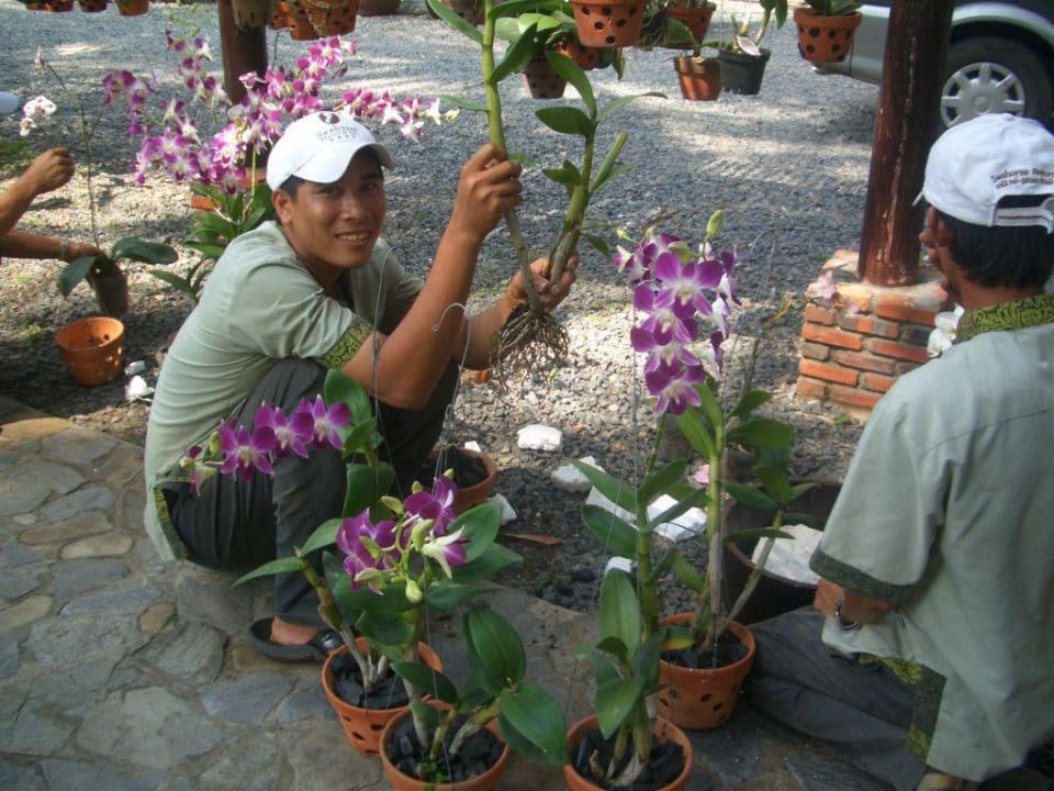 Orchideenpracht Seahorse Resort & Spa