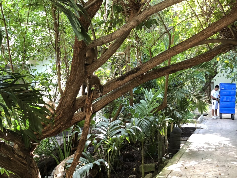 Gartenanlage Sandos Caracol Eco Resort
