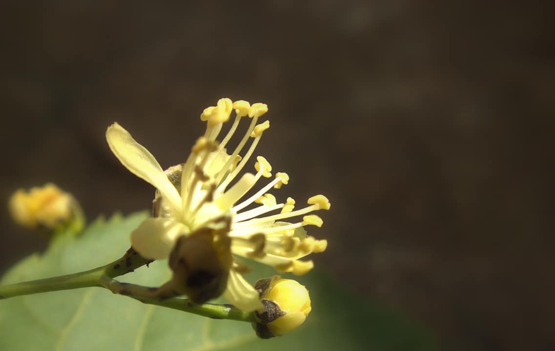 Gartenanlage Under Linden Hotel