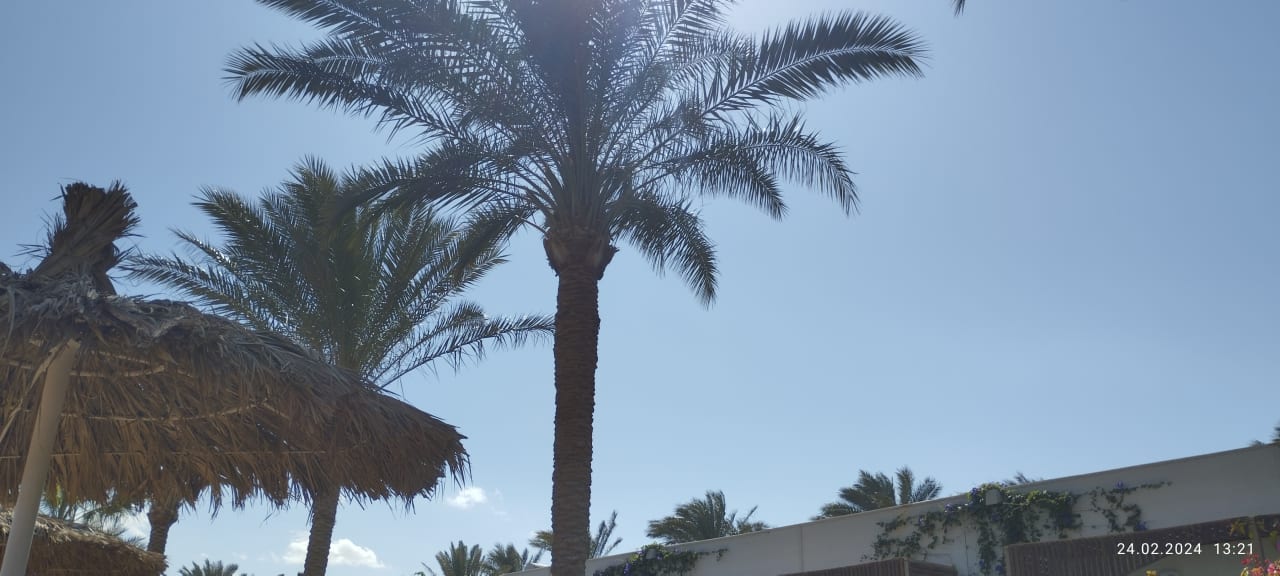 Ausblick Desert Rose