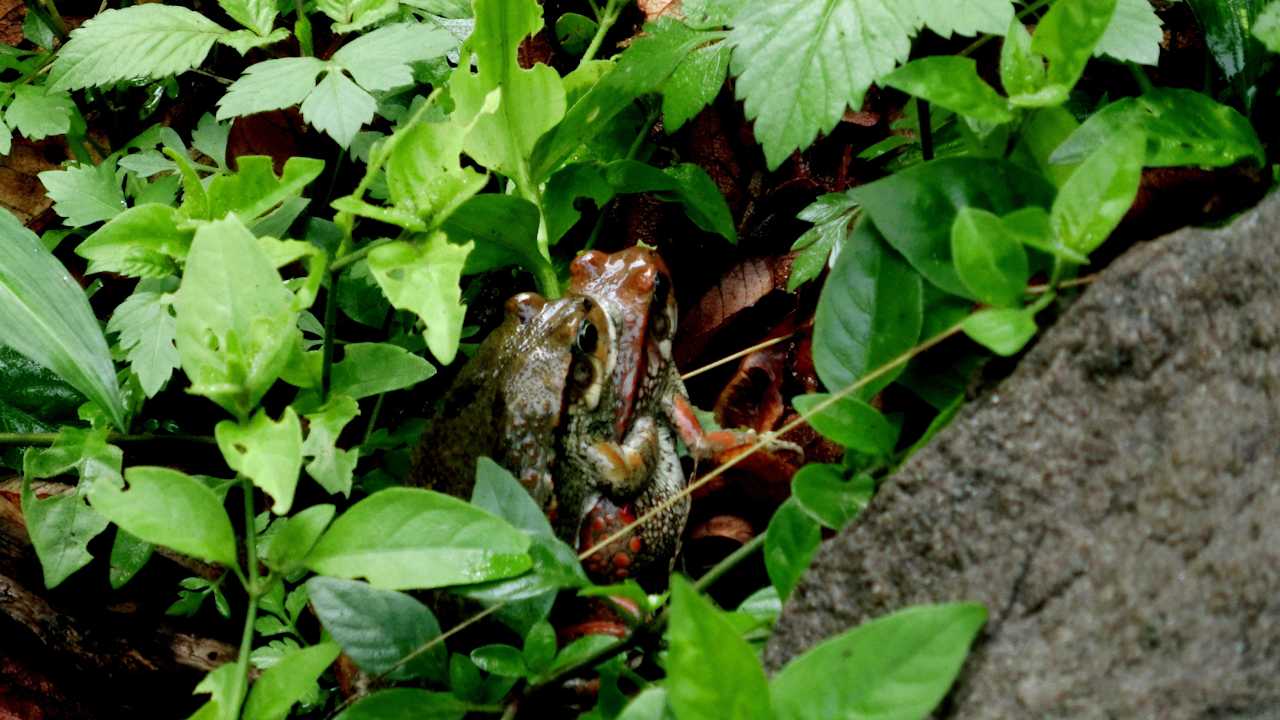 Da wird Liebe gemacht! Ntshondwe Camp