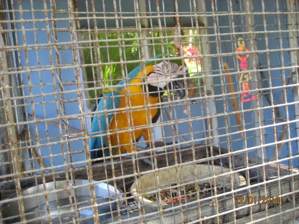 Hotelpapagei Marko Royalton Saint Lucia Resort & Spa