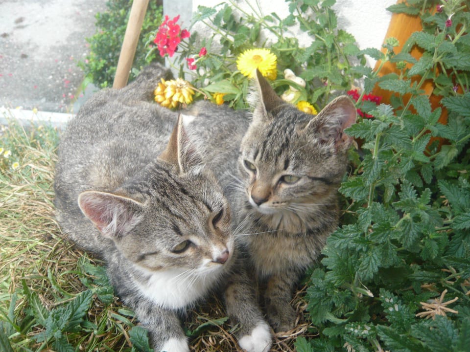 Süße Kätzchen Erlebnisbauernhof Steinerhof