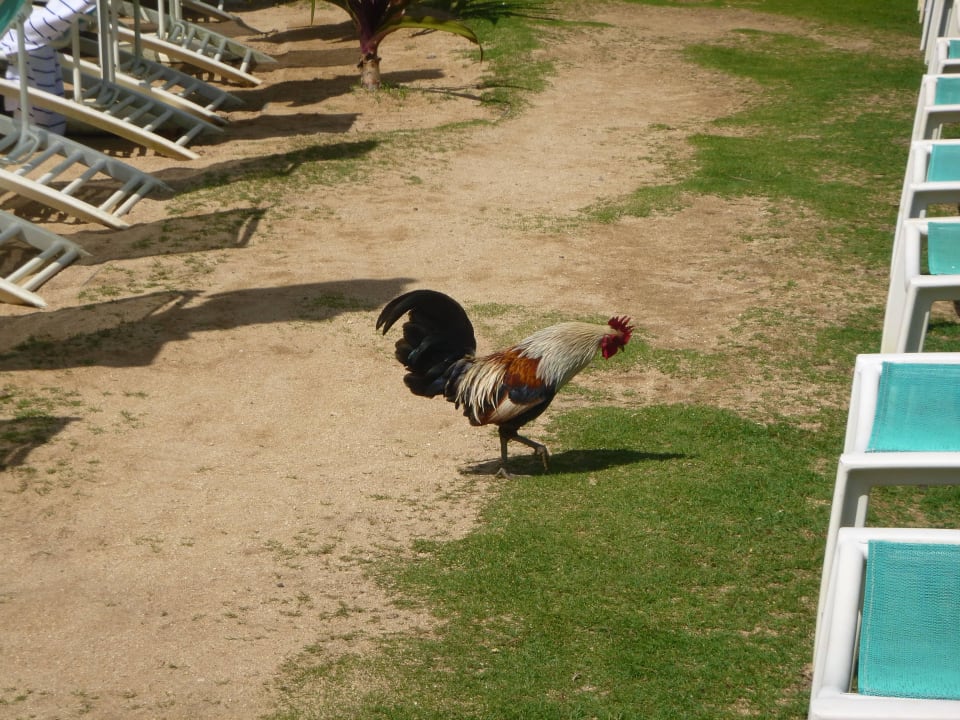 Hühner gehören hier zum Strand Hotel The Westin Princeville Ocean Resort