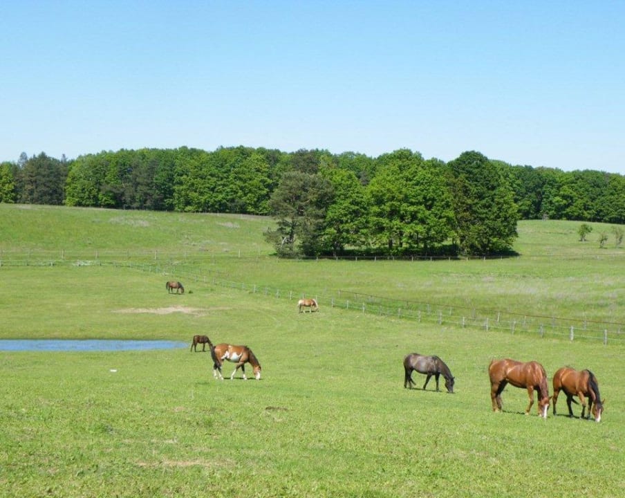 Ausblick Gut Sarnow - Hotel, Restaurant und Reitstall