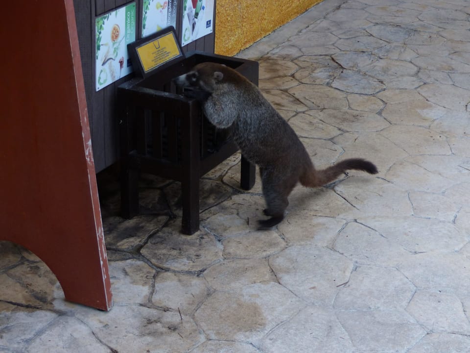 Hat immer Hunger Iberostar Waves Tucan