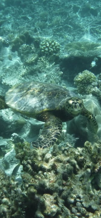 Sport & Freizeit NH Collection Maldives Havodda Resort