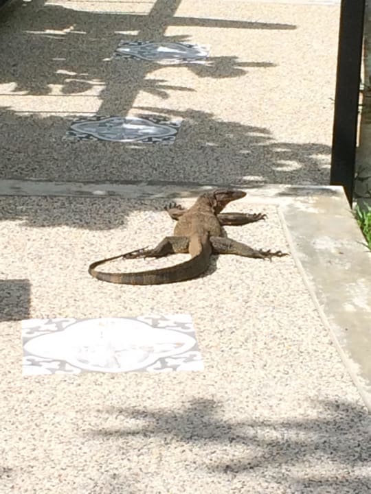 Big mama Moracea by Khao Lak Resort