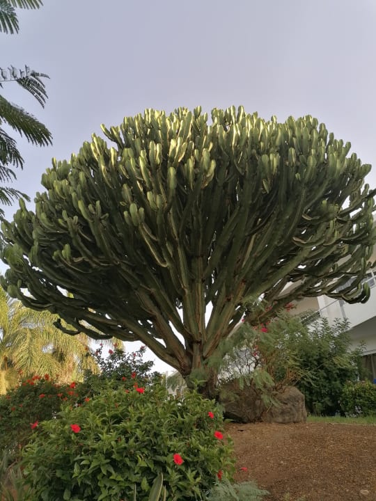 Gartenanlage allsun App.-Hotel Esquinzo Beach