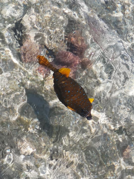 Strand Stella Beach Resort & Spa Makadi Bay