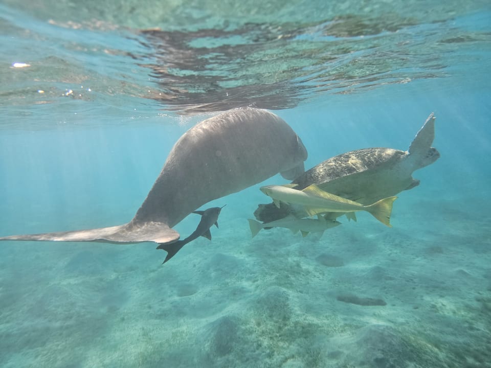 Sonstiges Jaz Costa Mares (Adults Only)