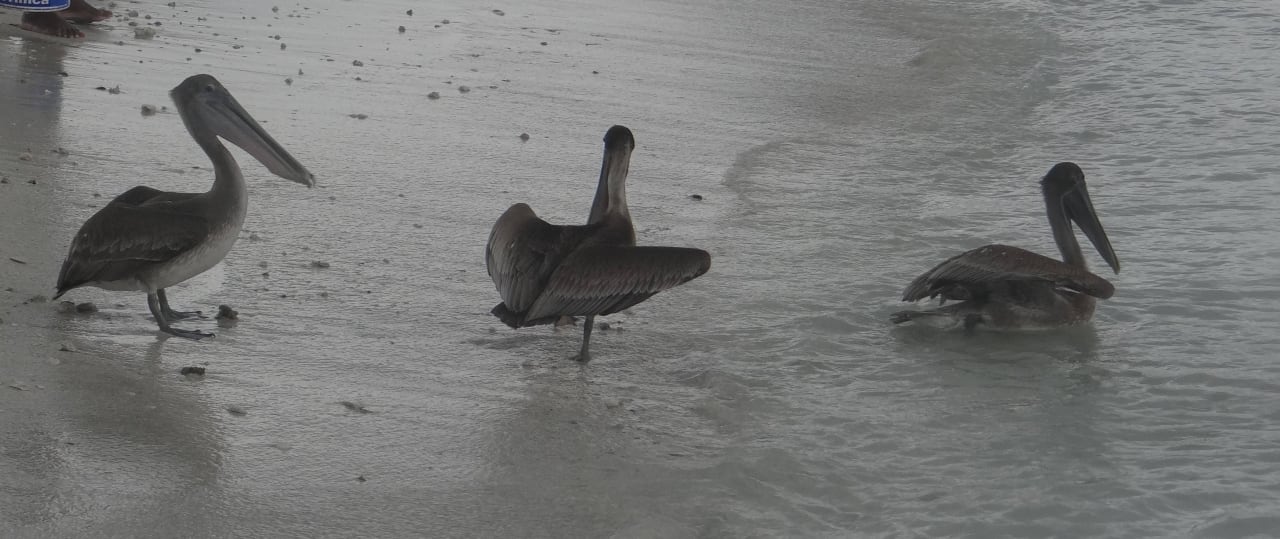 Pelikanen Valentin El Patriarca Varadero
