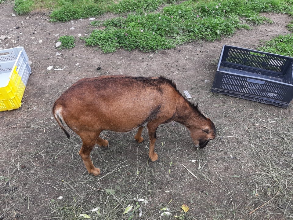 Sonstiges Hotel Guggenberger