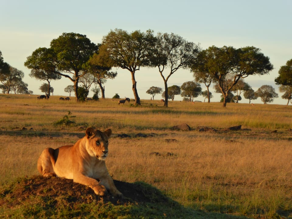 Sonstiges Royal Mara Safari Lodge