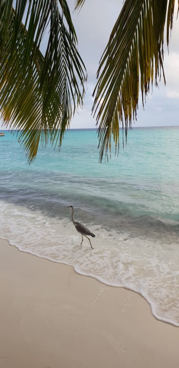 Strand Kuramathi Maldives